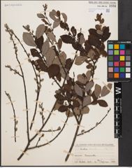 Foto von Salix aurita L.